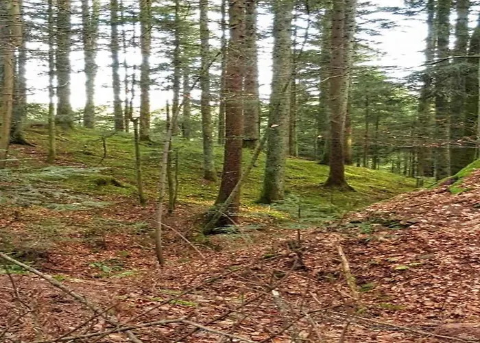 Charming Apartment, Harz Region Lägenhet